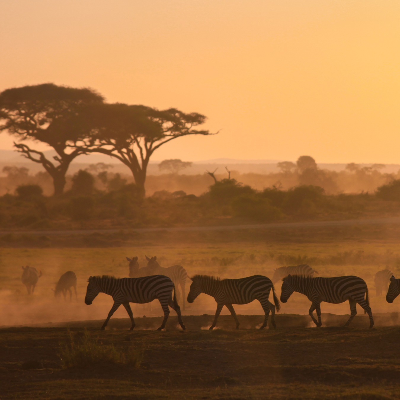 Herd of zebras in natural habitat