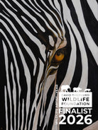 Zebra’s Gaze | Wildlife Conservation Art by Josie Ryan