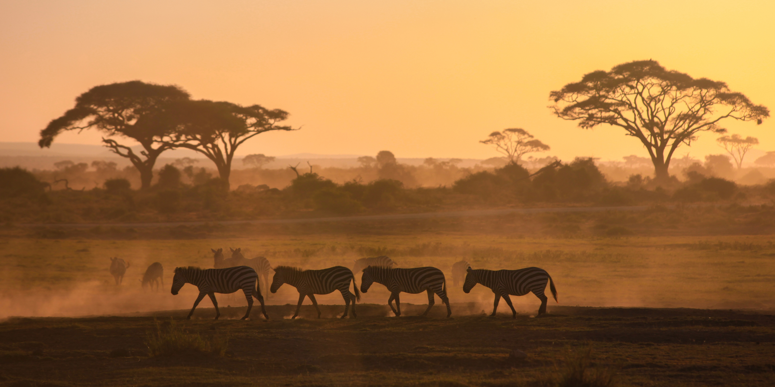Herd of zebras in natural habitat 